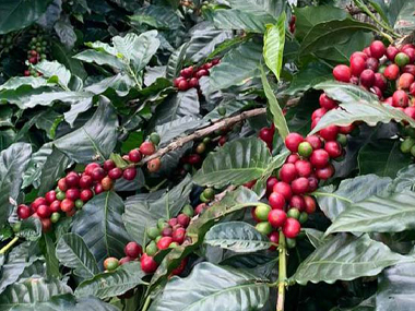 咖啡起源|尼加拉瓜咖啡生产的起源与未来