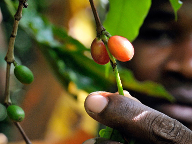 加勒比咖啡|加勒比海地区咖啡种植起源与未来