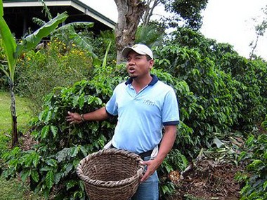 哥斯达黎加咖啡|哥斯达黎加咖啡的起源与历史