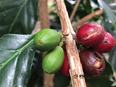 咖啡种植|日益严重的债务负担引发的咖啡种植问题