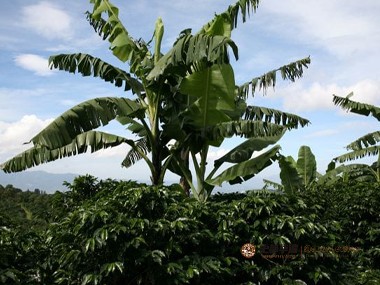 咖啡种植|咖啡农种植咖啡基本地块需要多少钱？