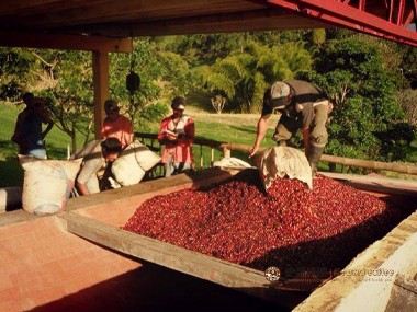 咖啡种植|哥伦比亚咖啡樱桃采摘工的一天