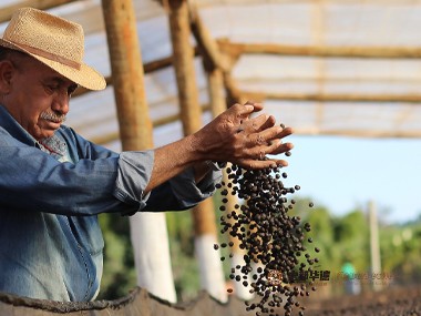 covid-19|covid-19对咖啡种植生产商的不良影响
