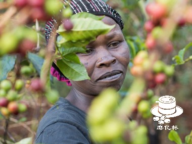 咖啡起源|利比里亚的特色咖啡是如何生产的？