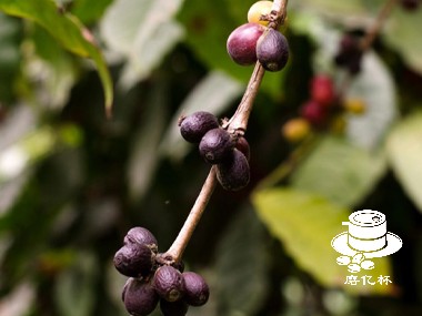 咖啡起源|尼泊尔特色咖啡生产展望：未来是否会迎来大规模增产？