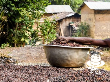 咖啡起源|创新与合作的路径是多哥咖啡业的未来