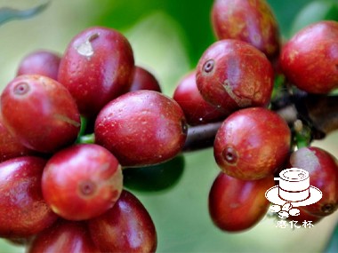 咖啡起源|冲绳的咖啡生产有何独特之处？