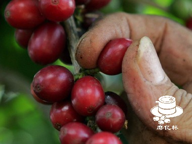 咖啡起源|波多黎各咖啡破90分大关——但其特色咖啡产业未来会如何？