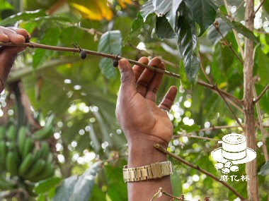 咖啡起源|详述几内亚的咖啡生产