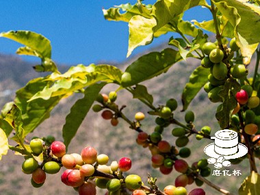 咖啡起源|沙特阿拉伯咖啡生产指南