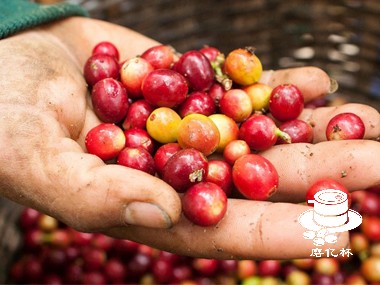 咖啡种植|揭示咖啡樱桃筛选如何助力优质咖啡的诞生