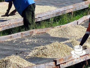 咖啡种植|资本部署与咖啡种植户的盈利能力