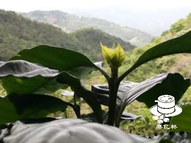 咖啡种植|萨尔瓦多咖啡种植起源与发展