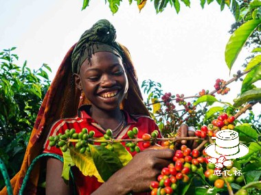 巴拿马、哥伦比亚、埃塞俄比亚：瑰夏咖啡并无“最佳”产地
