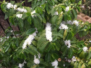 咖啡种植|从咖啡种植到咖啡烘焙全过程