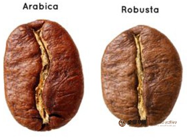 咖啡豆|阿拉比卡豆vs罗布斯塔豆