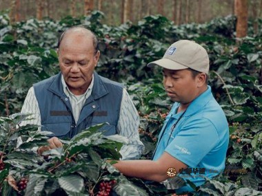 咖啡种植|探索咖啡种植的品质与收益