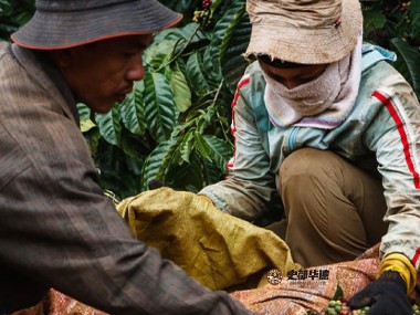 地理标志|探索获得GI认证的越南山罗咖啡