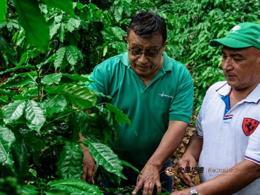 咖啡种植|技术援助如何影响咖啡种植生产？