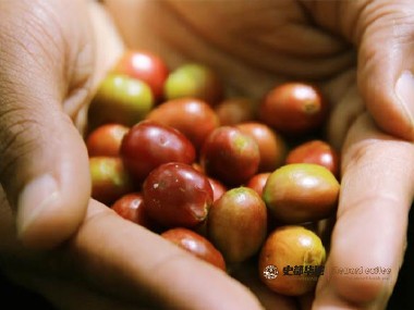 咖啡种植|不同的国家咖啡种植生产力水平不一的原因
