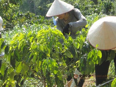 咖啡种类|利用杂交咖啡品种应对气候恶化的影响