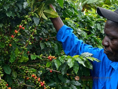 咖啡种植|改造以改变津巴布韦的咖啡生产现状
