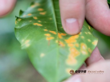 咖啡种植|技术援助如何帮助咖啡种植抵御病虫害？