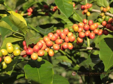 咖啡生产|关于减少咖啡生产碳排放的研究