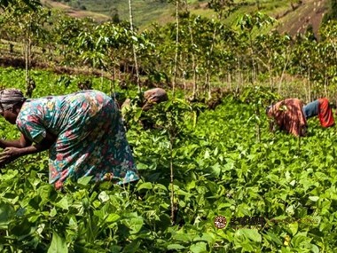咖啡种植|男女平等对刚果的咖啡生产的重要性