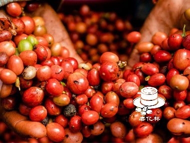 咖啡种植|尼加拉瓜的罗布斯塔咖啡种植发展近况