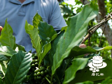 咖啡种植|亚马逊地区的咖啡生产是否可持续？