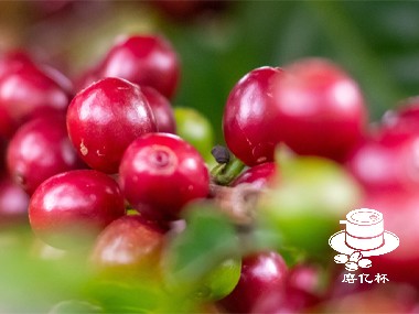 咖啡种植|解决咖啡种植中的环境问题