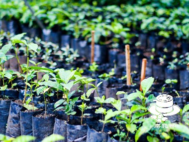 咖啡种植|根砧嫁接如何使咖啡植株更具适应性？
