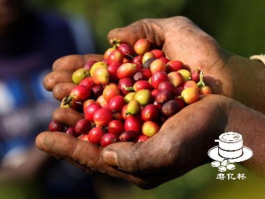 肯尼亚咖啡产业中的土地租赁现象解析