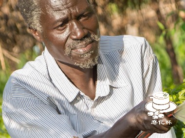 肯尼亚咖啡产业面临的代际挑战与土地继承困境