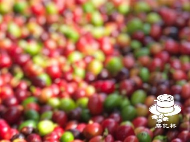 利用未熟咖啡樱桃酿造高品质咖啡